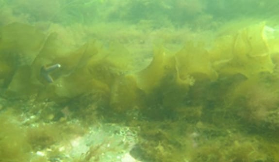 Underwater-Oslofjorden